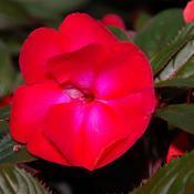 Impatiens hawkeri 'Infinity Cherry Red' Impatiens hawkeri 'Infinity Cherry Red'