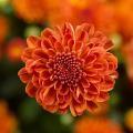 Chrysanthemum Garden Mum 'Gigi Orange' Chrysanthemum Garden Mum 'Gigi Orange'