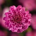 Chrysanthemum Garden Mum 'Gigi Pink' Chrysanthemum Garden Mum 'Gigi Pink'