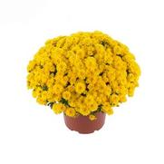 Chrysanthemum Garden Mum 'Gigi Yellow' Chrysanthemum Garden Mum 'Gigi Yellow'