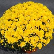 Chrysanthemum Garden Mum 'Honeyblush Yellow' Chrysanthemum Garden Mum 'Honeyblush Yellow'