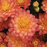Chrysanthemum 'Jacqueline Orange Fusion'