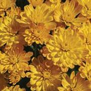 Chrysanthemum Garden Mum 'Jacqueline Yellow' Chrysanthemum Garden Mum 'Jacqueline Yellow'