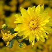 Chrysanthemum Garden Mum 'Makayla Yellow' Chrysanthemum Garden Mum 'Makayla Yellow'