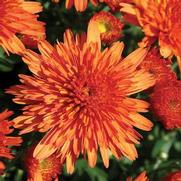 Chrysanthemum Garden Mum 'Makenna Orange' Chrysanthemum Garden Mum 'Makenna Orange'