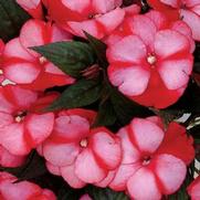 Impatiens hawkeri 'Infinity Blushing Crimson' Impatiens hawkeri 'Infinity Blushing Crimson'