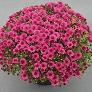 Chrysanthemum Garden Mum 'Pizzazz Purple' Chrysanthemum Garden Mum 'Pizzazz Purple'