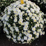 Chrysanthemum Garden Mum 'Prima White' Chrysanthemum Garden Mum 'Prima White'