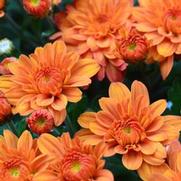 Chrysanthemum Garden Mum 'Pumpkin Pie' Chrysanthemum Garden Mum 'Pumpkin Pie'