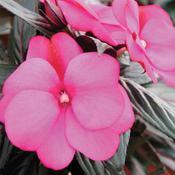 Impatiens hawkeri 'Infinity Blushing Lilac' Impatiens hawkeri 'Infinity Blushing Lilac'