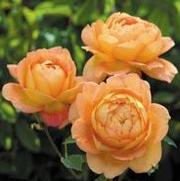 Rosa 'Lady of Shalott'