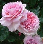 Rosa 'James Galway' Rosa 'James Galway'