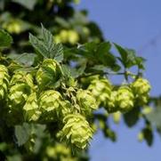 Humulus lupulus 'Cascade' Humulus lupulus 'Cascade'