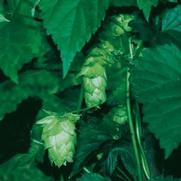 Humulus lupulus 'Nugget' Humulus lupulus 'Nugget'