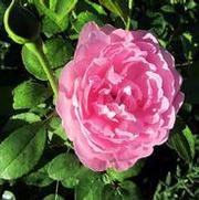 Rosa 'Mary Rose' Rosa 'Mary Rose'