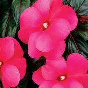 Impatiens hawkeri 'Infinity Dark Pink' Impatiens hawkeri 'Infinity Dark Pink'