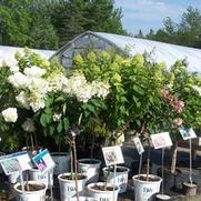 Hydrangea paniculata 'Phantom Tree Form' Hydrangea paniculata 'Phantom Tree Form'