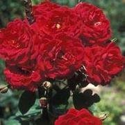 Rosa 'All Ablaze' Rosa 'All Ablaze'