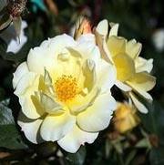 Rosa 'Sky's the Limit' Rosa 'Sky's the Limit'