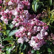 Kalmia latifolia 'Carousel'