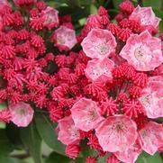 Kalmia latifolia 'Sarah'