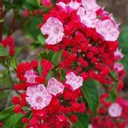Kalmia latifolia 'Firecracker' Kalmia latifolia 'Firecracker'