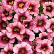 Calibrachoa hybrid 'Strawberry Punch' Calibrachoa hybrid 'Strawberry Punch'