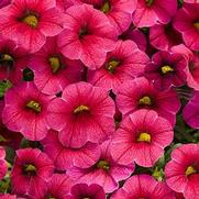 Calibrachoa hybrid 'Cherry Red' Calibrachoa hybrid 'Cherry Red'