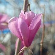 Magnolia liliiflora 'Jane'