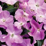 Impatiens hawkeri 'Infinity Lavender' Impatiens hawkeri 'Infinity Lavender'