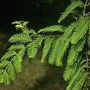 Metasequoia glyptostroboides