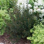 Physocarpus opulifolius 'Tiny Wine' Physocarpus opulifolius 'Tiny Wine'