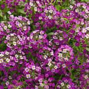Lobularia hybrid 'Dark Knight' Lobularia hybrid 'Dark Knight'