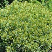 Pinus strobus 'Soft Touch' Pinus strobus 'Soft Touch'