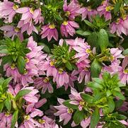 Scaevola hybrid 'Whirlwind Pink' Scaevola hybrid 'Whirlwind Pink'