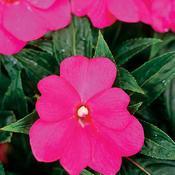 Impatiens hawkeri 'Infinity Light Purple' Impatiens hawkeri 'Infinity Light Purple'