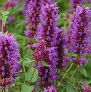 Agastache hybrid 'Blue Boa' Agastache hybrid 'Blue Boa'