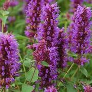 Agastache hybrid 'Blue Boa'