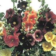 Alcea rosea 'Indian Spring Mix' Alcea rosea 'Indian Spring Mix'