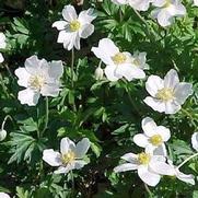 Anemone sylvestris 'Spring Anemone' Anemone sylvestris 'Spring Anemone'