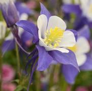 Aquilegia hybrid 'Swan Blue/White'