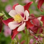 Aquilegia hybrid 'Swan Red/white'