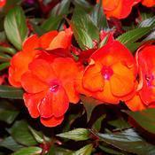 Impatiens hawkeri 'Infinity Orange' Impatiens hawkeri 'Infinity Orange'