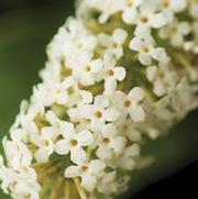 Buddleia davidii 'Buzz Ivory'