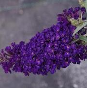 Buddleia davidii 'Buzz Midnight' Buddleia davidii 'Buzz Midnight'