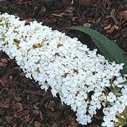 Buddleia davidii 'White Profuson' Buddleia davidii 'White Profuson'