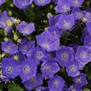 Campanula carpatica 'Clips Deep Blue'