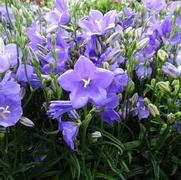 Campanula persicifolia 'Takion Blue'