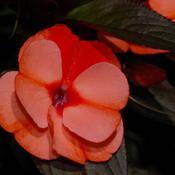 Impatiens hawkeri 'Infinity Orange Frost' Impatiens hawkeri 'Infinity Orange Frost'