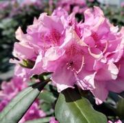 Rhododendron cat. 'Roseum Elegans'